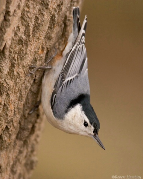 White Breasted Nuthatch - ID: 1491933 © Robert Hambley