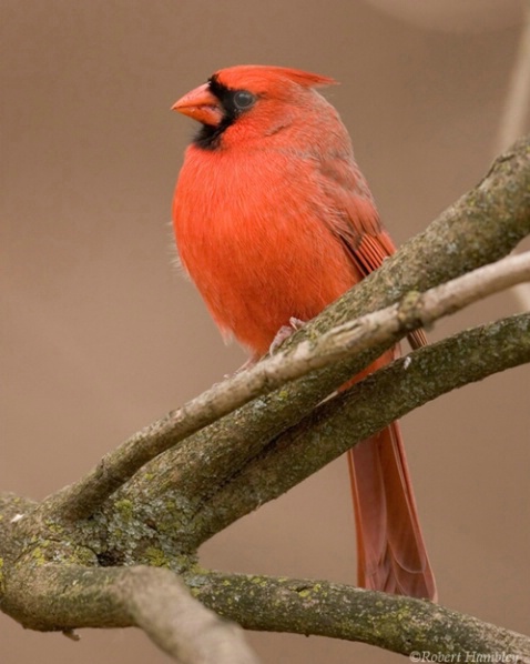 Cardinal - ID: 1491934 © Robert Hambley