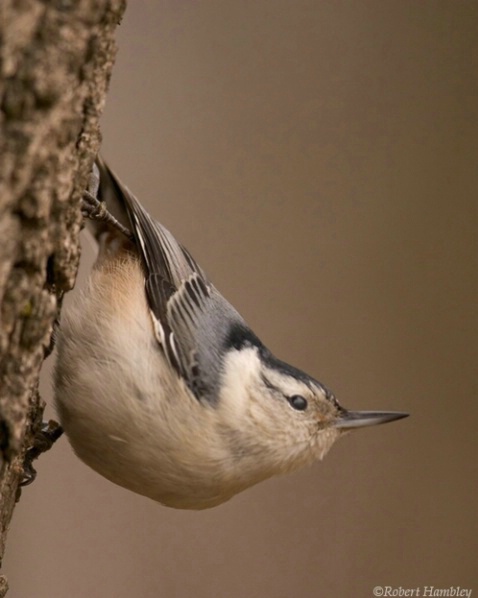 White Breasted Nuthatch - ID: 1491935 © Robert Hambley