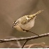 © Robert Hambley PhotoID # 1491936: Golden Crowned Kinglet