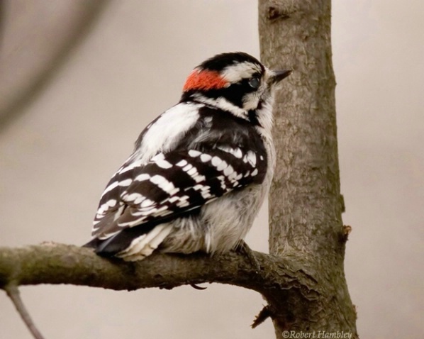 Downy Woodpecker - ID: 1491937 © Robert Hambley
