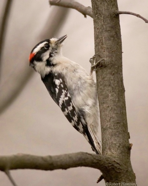 Downy Woodpecker - ID: 1491938 © Robert Hambley