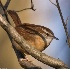 © Robert Hambley PhotoID # 1491942: Carolina Wren