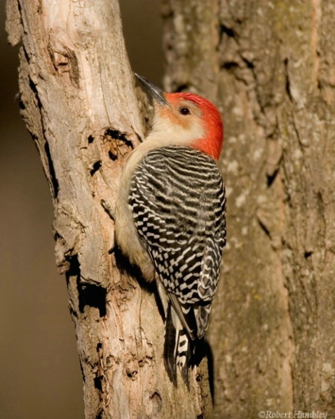 Red Bellied Woodpecker - ID: 1491943 © Robert Hambley