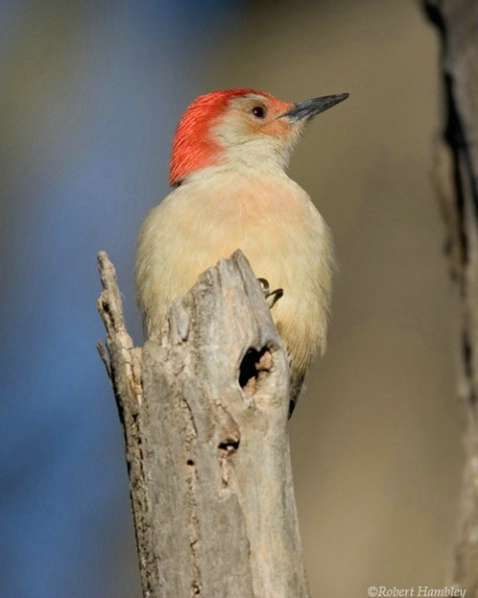 Red Bellied Woodpecker - ID: 1491944 © Robert Hambley
