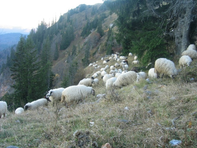 Sheep grazing Jahorina mountain - late afternoon