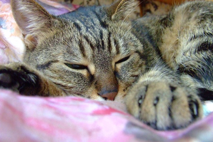 Cat in Bed