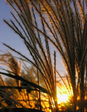 Sunset in the Grass