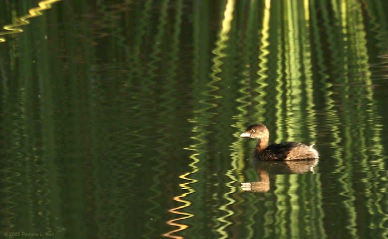 Solitary Reflections