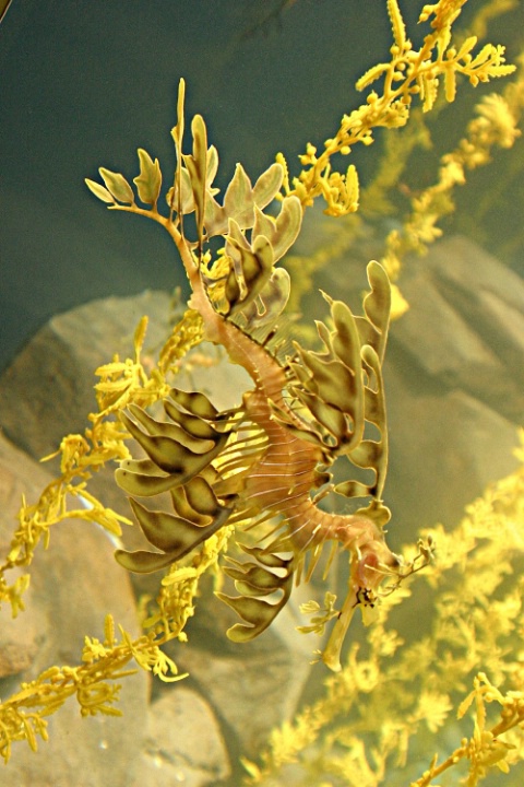 Leafy Sea Dragon II