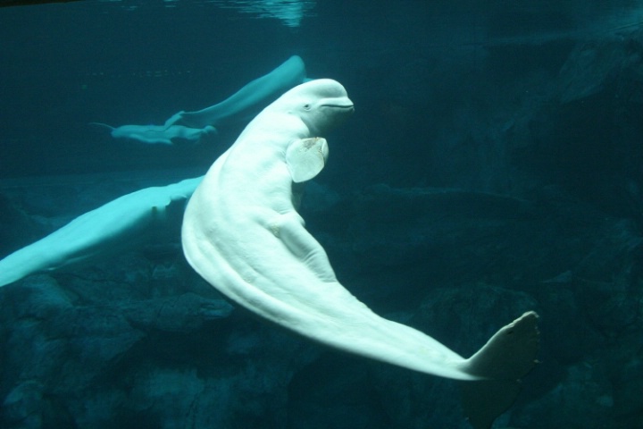Beluga Whales II