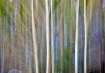 Aspens Abstract -...