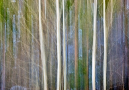 Aspens Abstract - Rocky Mountain National Park