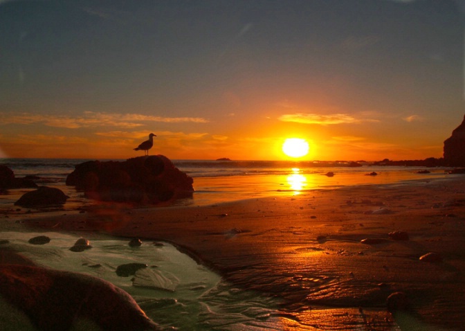 Sunset Seagull - ID: 1495746 © Daryl R. Lucarelli
