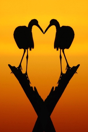Beak to Beak