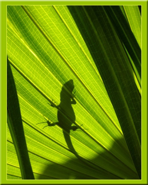 Little Lizard - silhouette