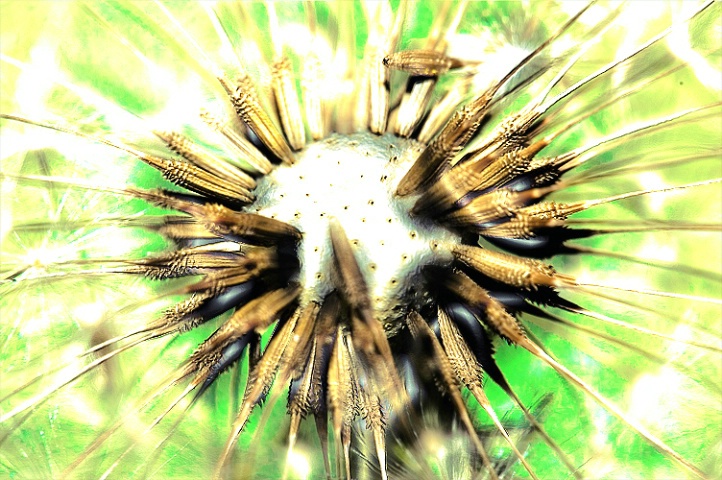 Dannylion Seeds