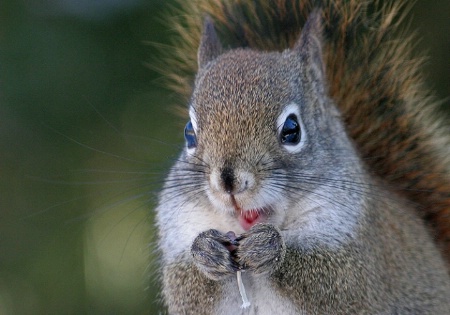 Happiness is Sunflower Seeds