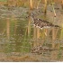 © Robert Hambley PhotoID # 1498668: Lesser Yellowlegs