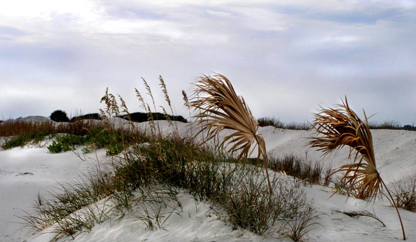 Dunes in the Fall