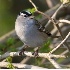 © Robert Hambley PhotoID # 1499787: White Crowned Sparrow