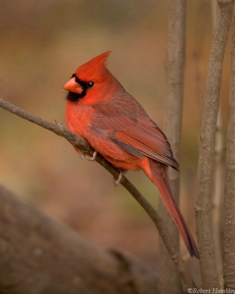Cardinal - ID: 1499788 © Robert Hambley