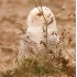 © Robert Hambley PhotoID # 1499892: Snowy Owl - CGI - Milwaukee WI