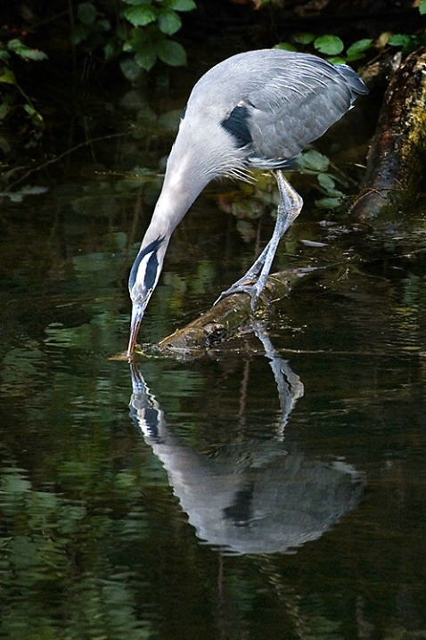 Heron on Slough - ID: 1500125 © John Tubbs