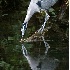 2Heron on Slough - ID: 1500125 © John Tubbs