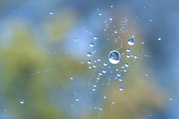 web drops in blue and yellow