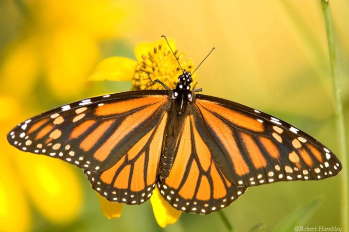 Monarch Butterfly - ID: 1500547 © Robert Hambley
