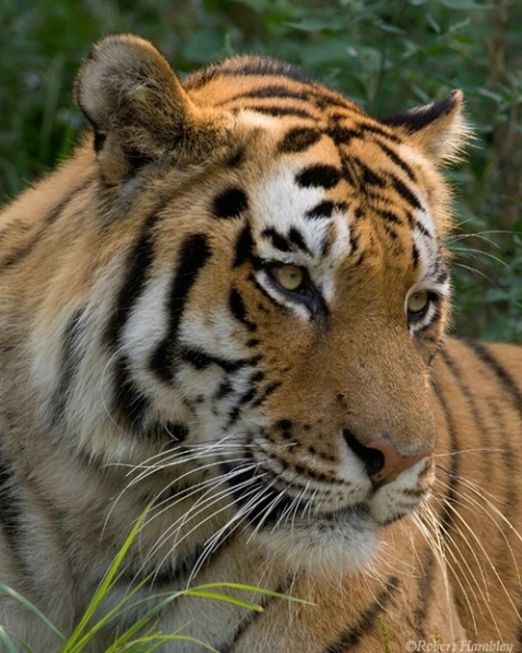 Bengal Tiger - Lincoln Park Zoo - ID: 1500548 © Robert Hambley