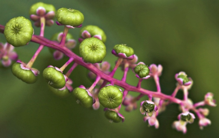 Berries