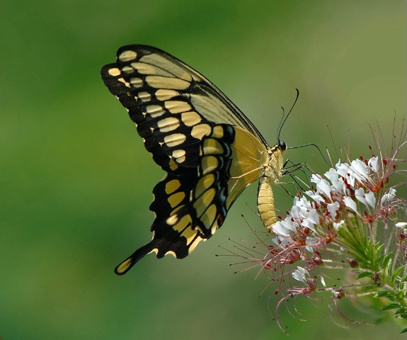 Sweet Swallowtail