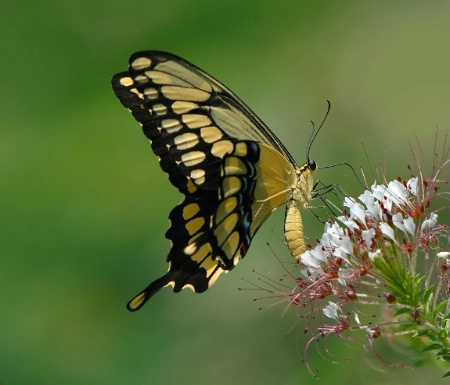 Sweet Swallowtail