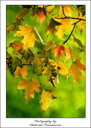 Autumn palette