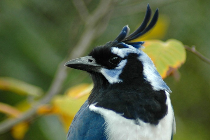 Black-Throated Magpie Jay Portrait