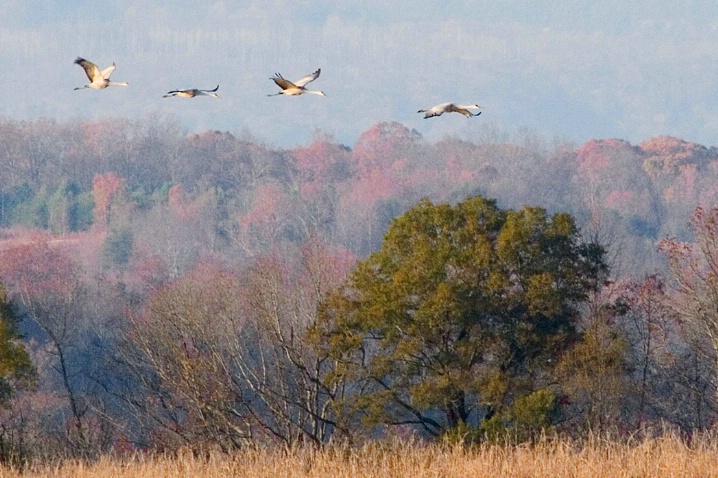 Sandhill Cranes 11-26-05 - ID: 1505438 © Robert A. Burns