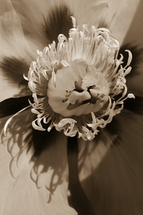 Shadow Play-toned - ID: 1505788 © Virginia Ross