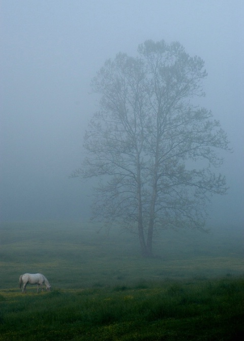 Horse and Tree