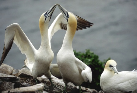 Gannets Greeting,  Bass Rock , Scotland