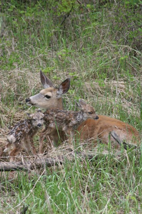 Mamma & the Twins - ID: 1509942 © Deborah A. Prior