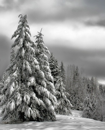 snow on pines