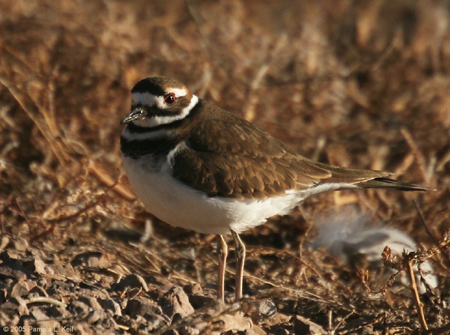 Killdeer