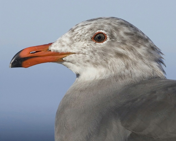 Eye of the Gull