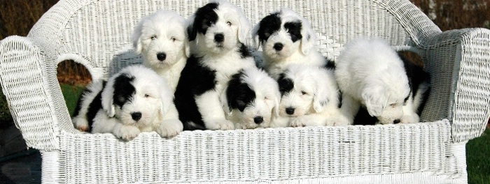 More Puppies (Good to go)