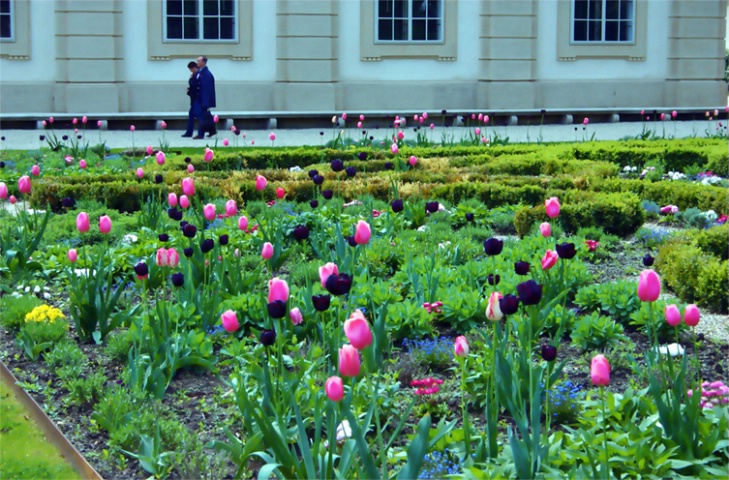 Tulips garden