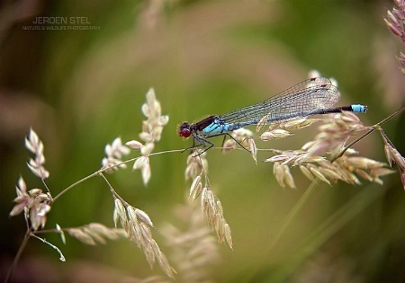  Small Red-eyed damself-Erythromma viridulum