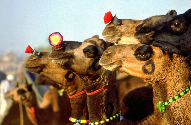 Camel Noses
