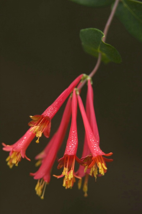 Honeysuckle dew - ID: 1514848 © Michael Questell